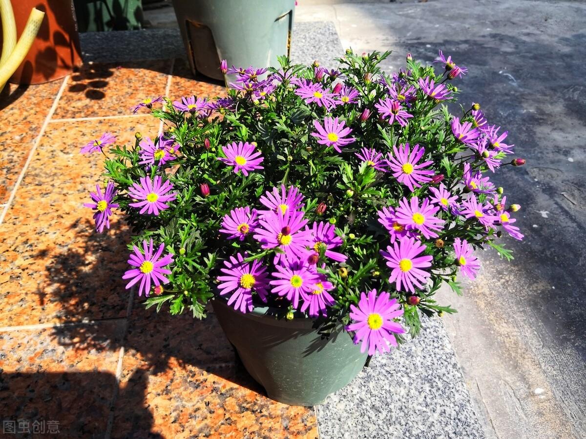 春天的花有哪些品种名称