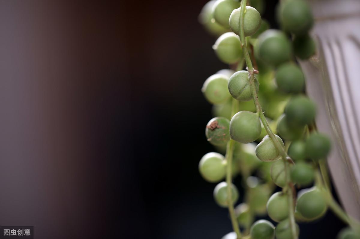 最容易养活的多肉植物有哪些