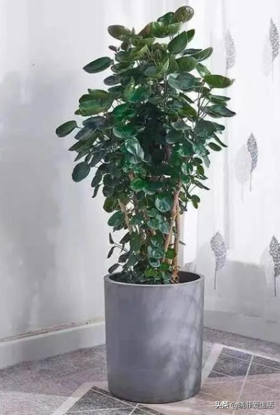 代表财源滚滚的花名
