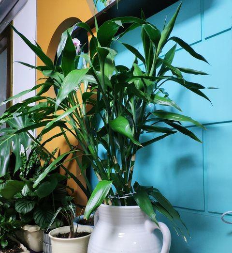 水培富贵竹怎样栽养