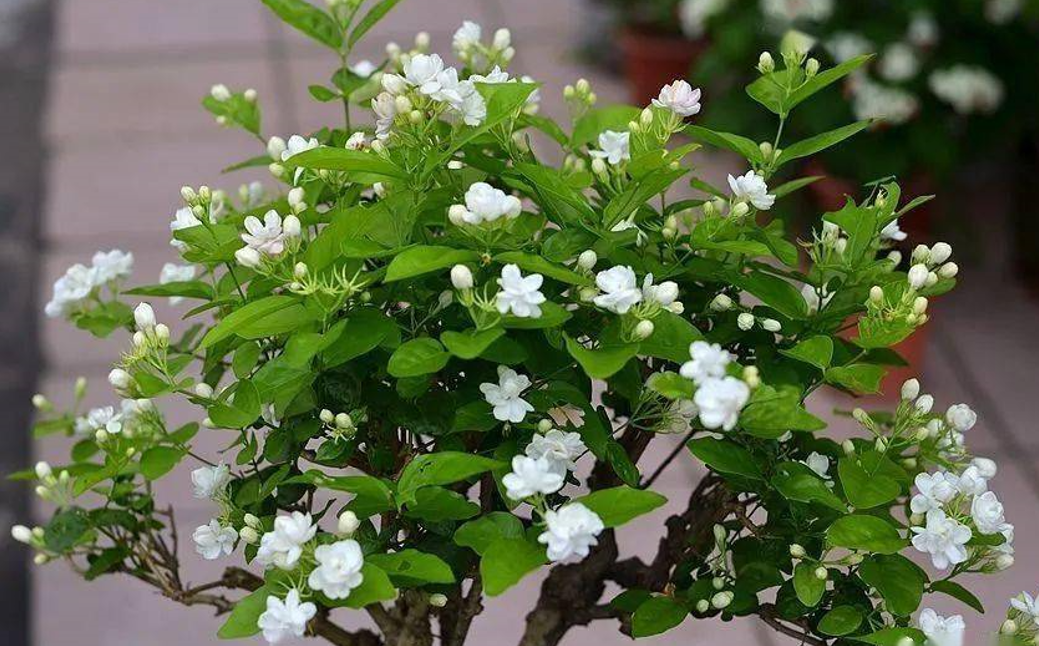 茉莉花种植条件和方法
