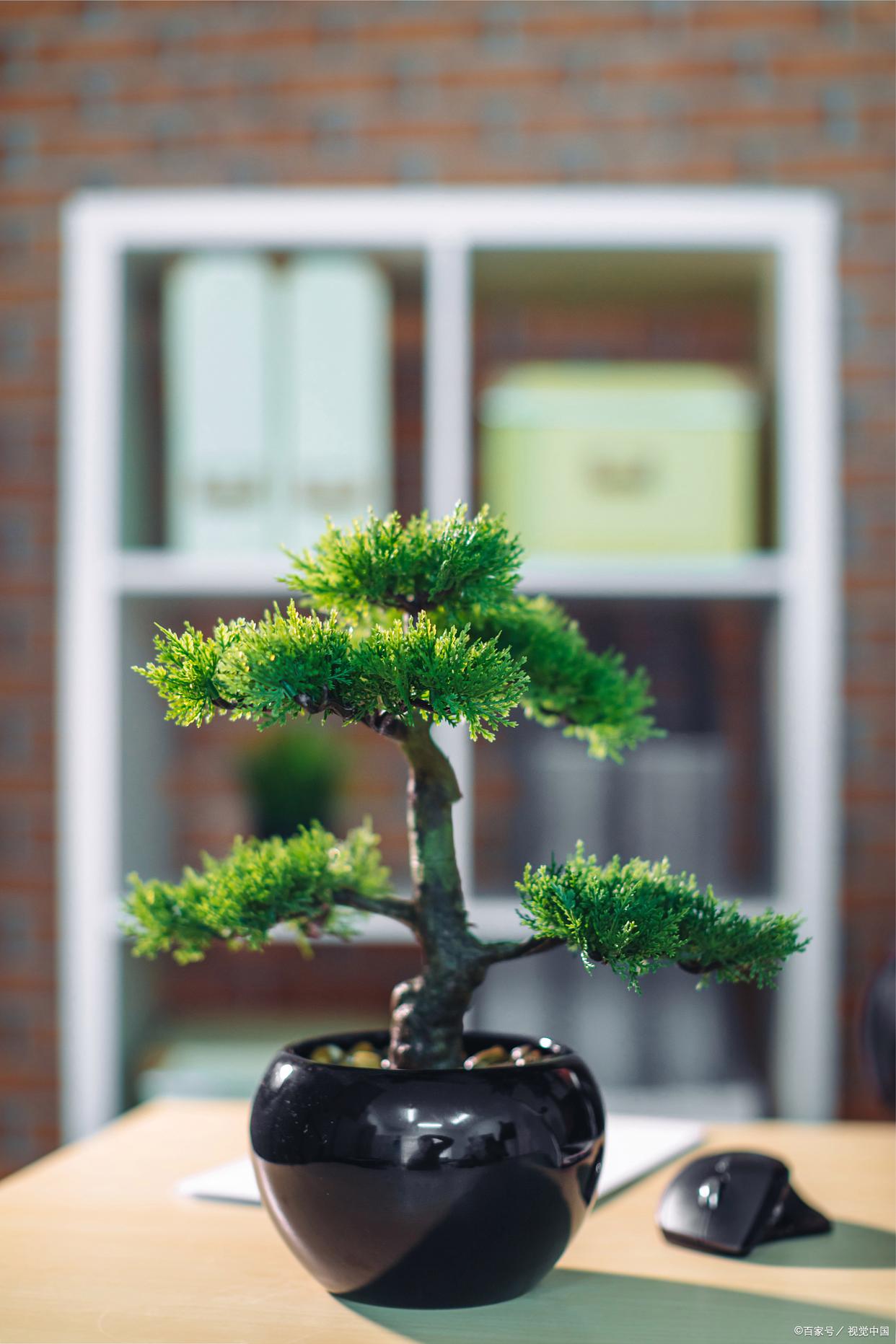 文竹开花寓意什么兆头