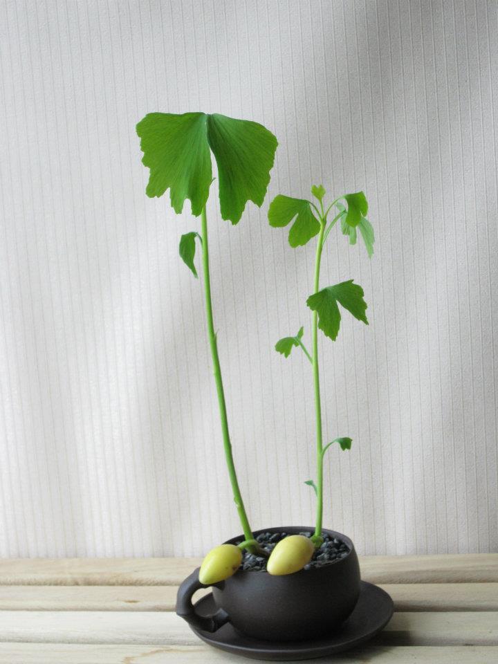 银杏树的种植方法和养护