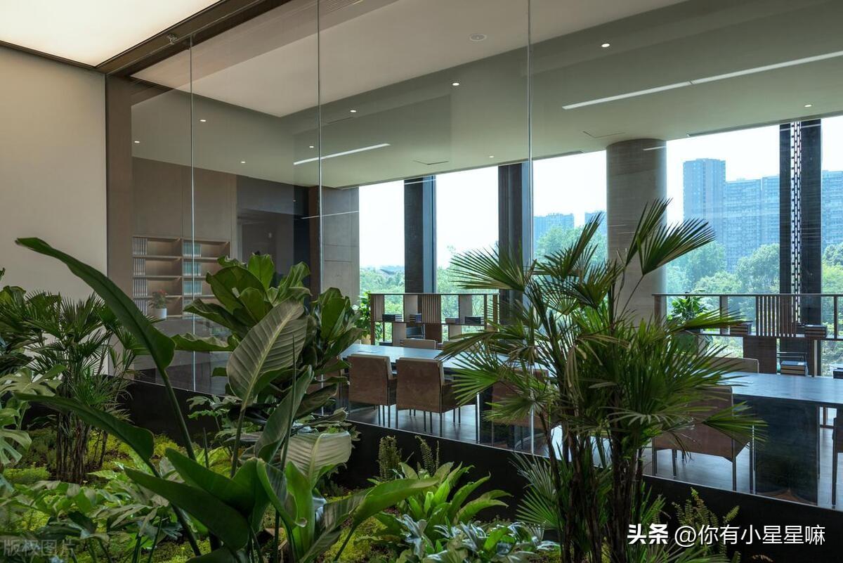 详细阅读:适合办公室的大型盆栽有哪些 适合办公室的大型盆栽有哪些