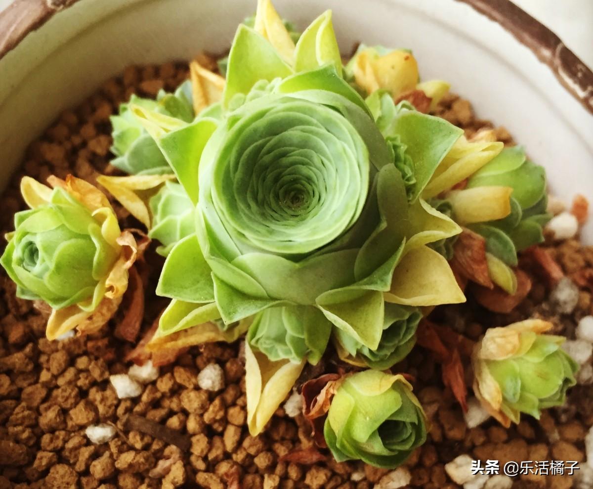 绿玫瑰怎么养才能开花