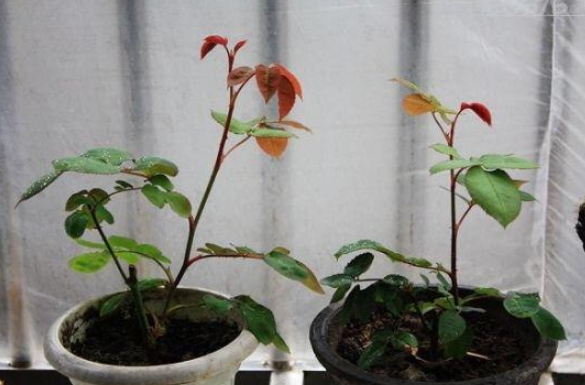月季花能用水扦插繁殖吗