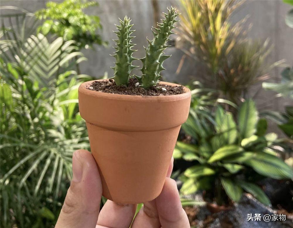 客厅最好养的绿植排名