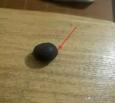 种植碗莲的方法和技巧