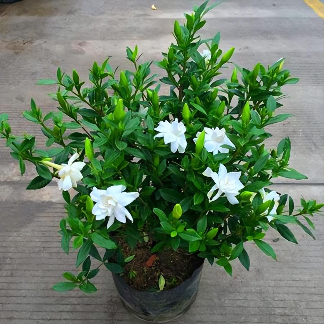 最香的花是什么花