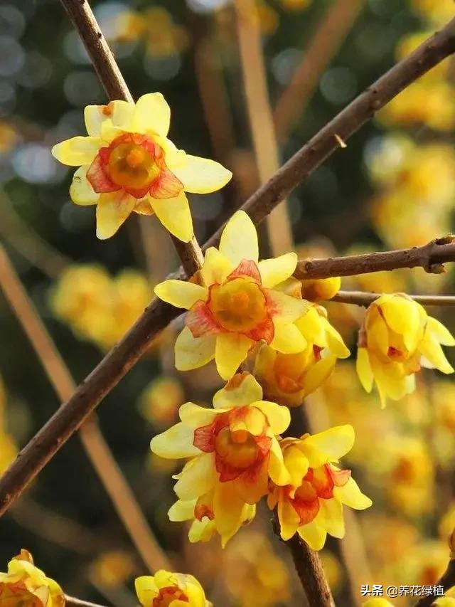 腊梅树什么时候开花结果