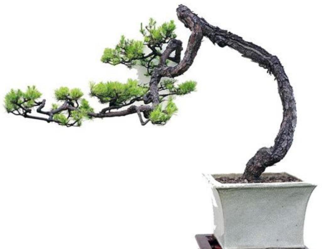 野生松树盆景制作方法