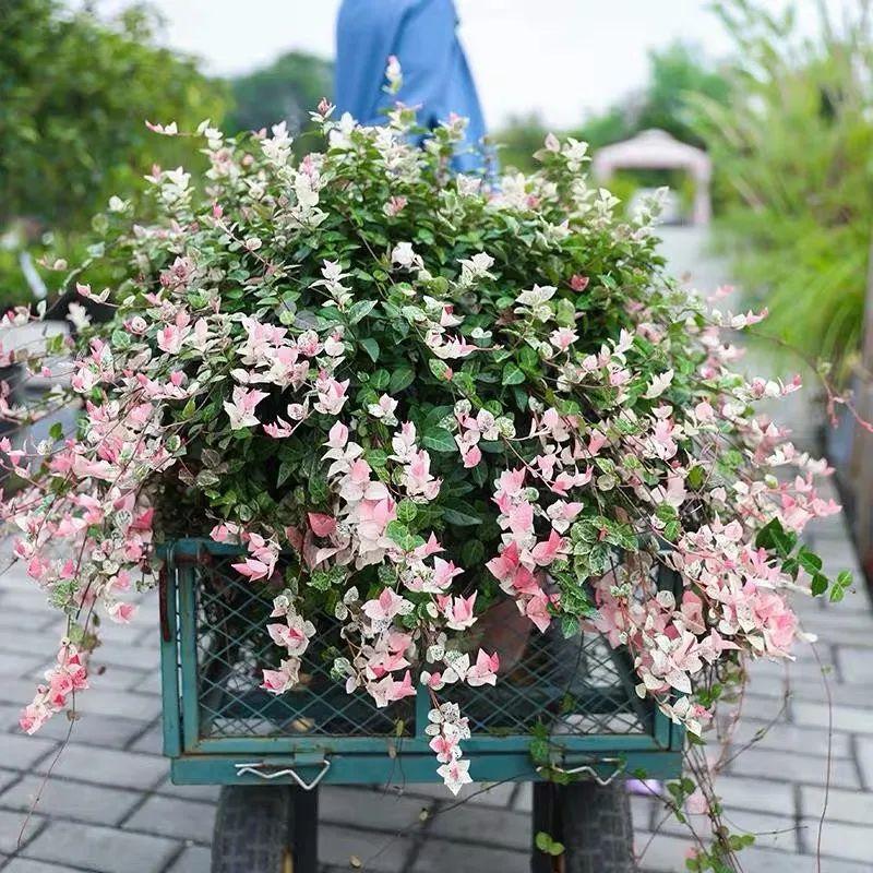 花叶络石盆栽养殖方法