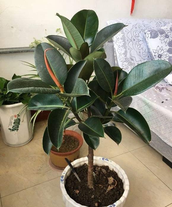 橡皮树造型的修剪技巧