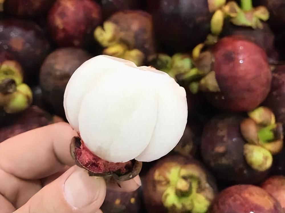 山竹树的种植方法和过程