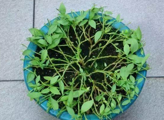 重瓣矮牵牛一年开几次花