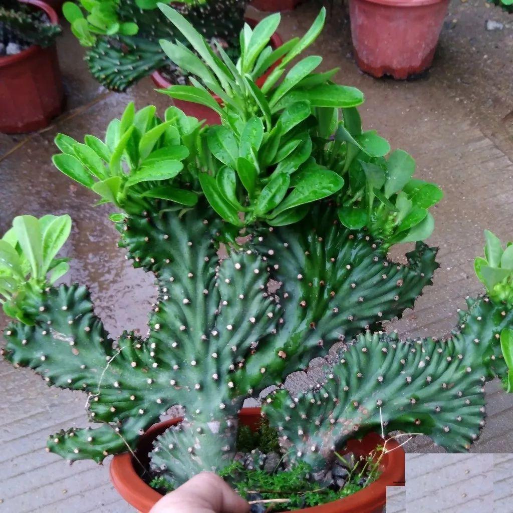 十大有毒多肉植物有哪些