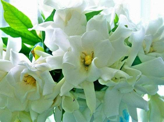 小叶栀子花耐寒多少度开花