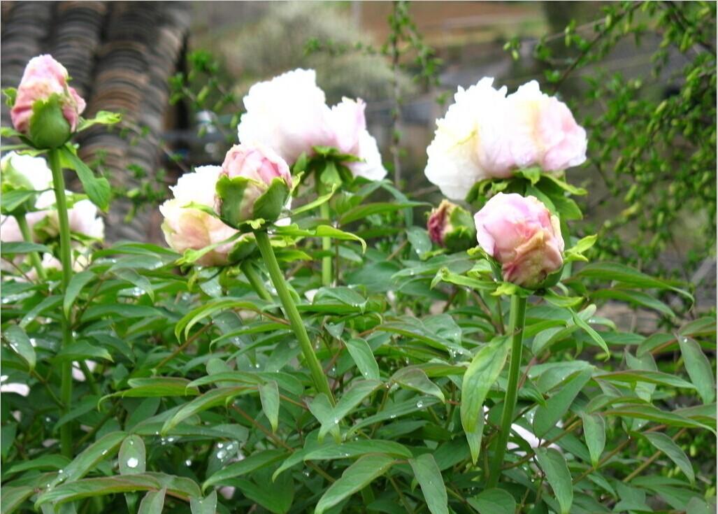 芍药花家庭种植禁忌有哪些