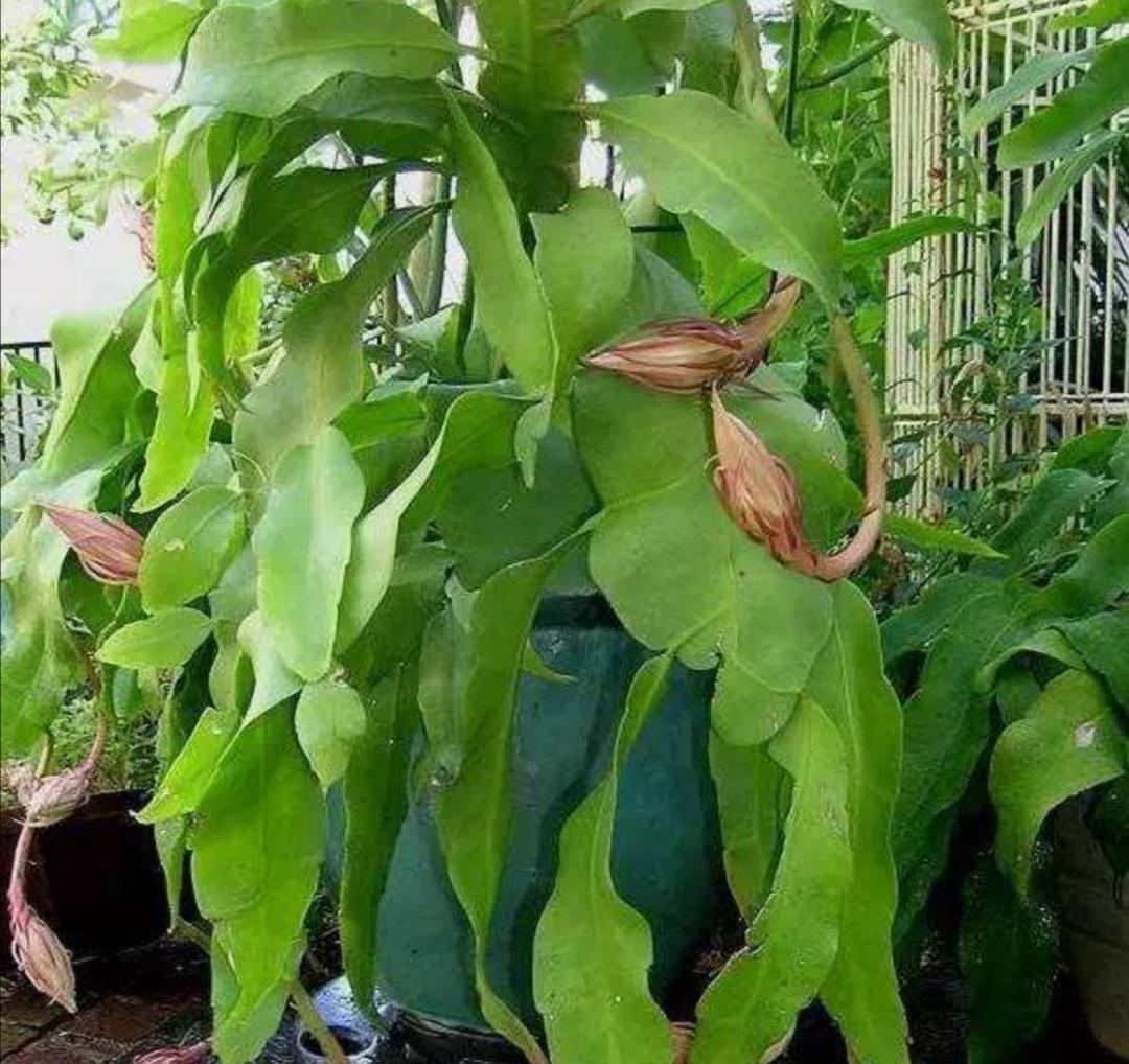 昙花为什么在晚上开花的原因