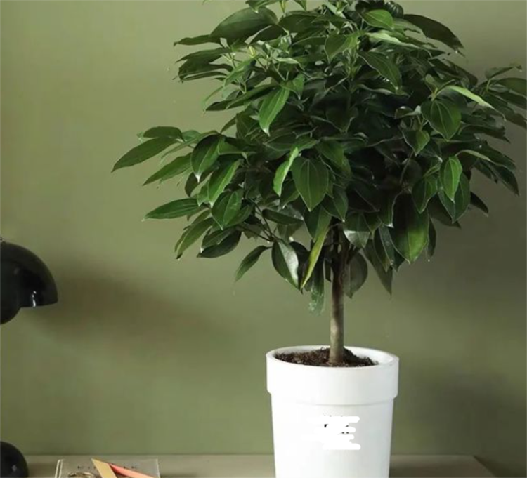 乔迁送什么绿植比较好