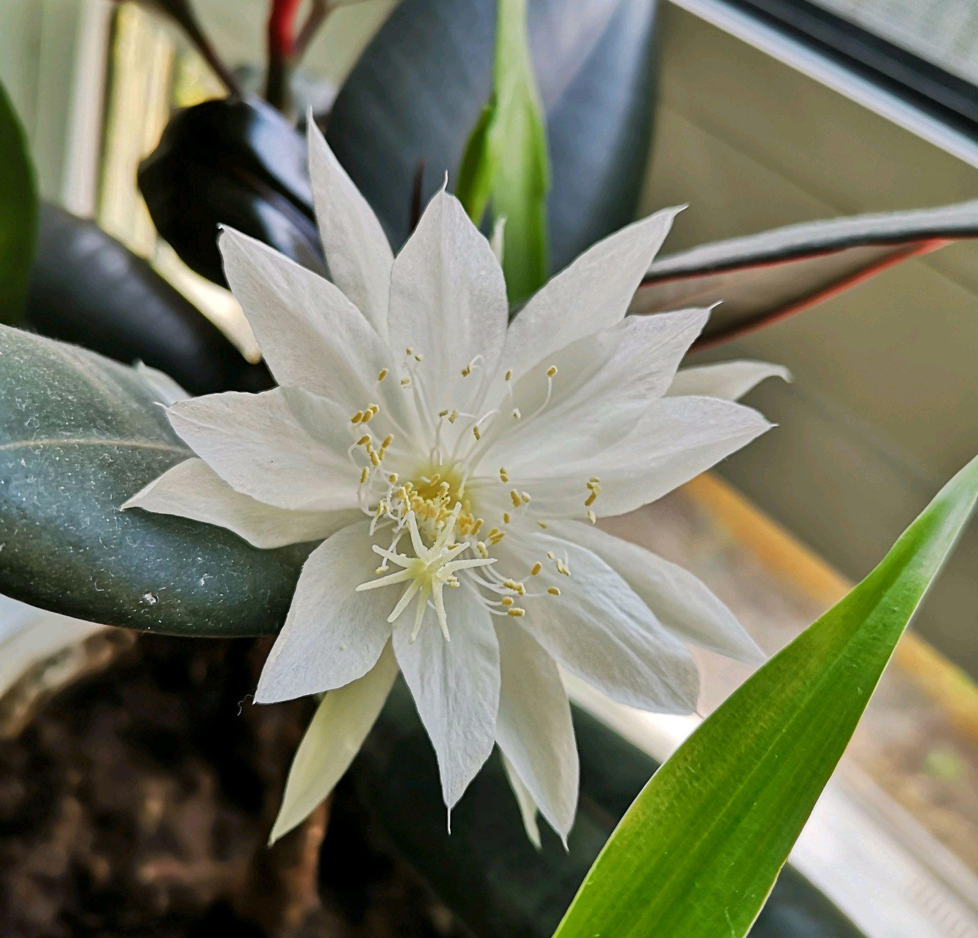 昙花多长时间开一次花期