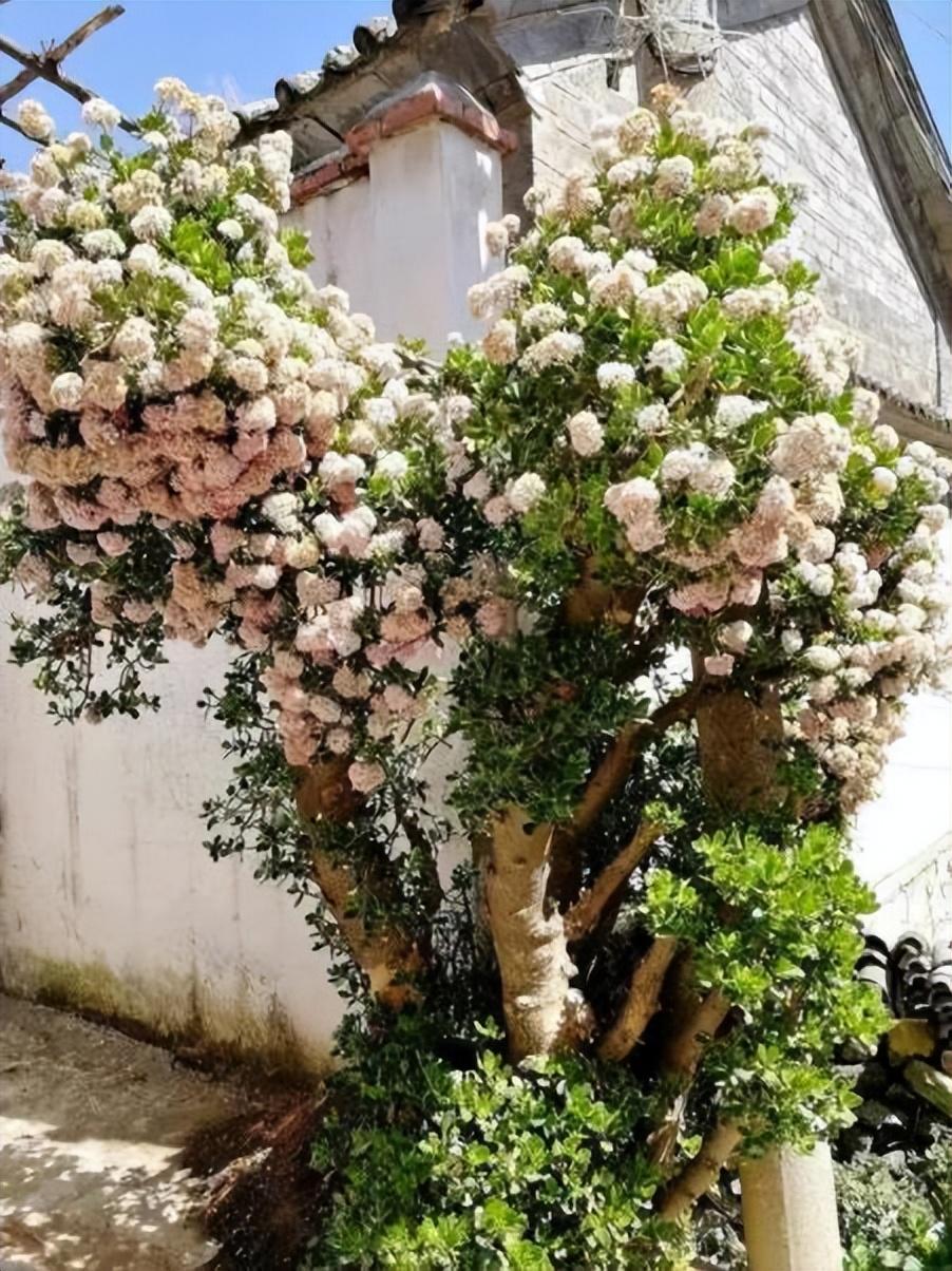 幸福树开花有什么预兆和寓意