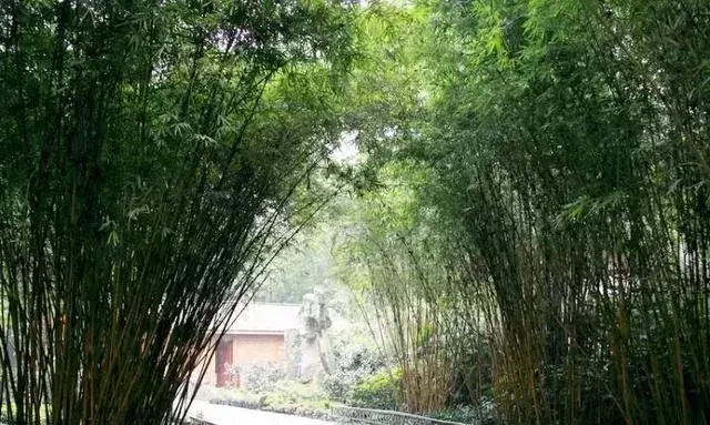 房子后面种什么树最好