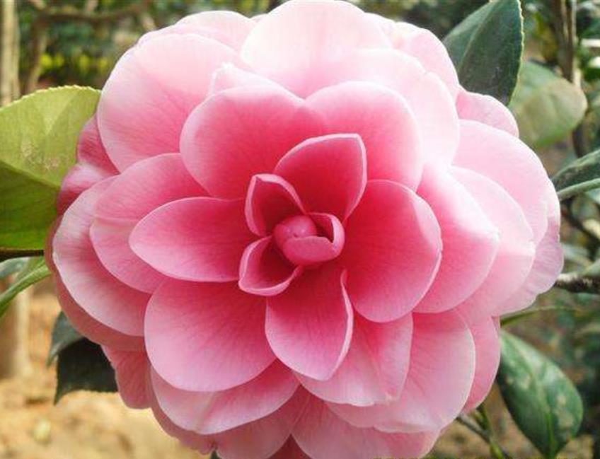 山茶花如何养护和浇水