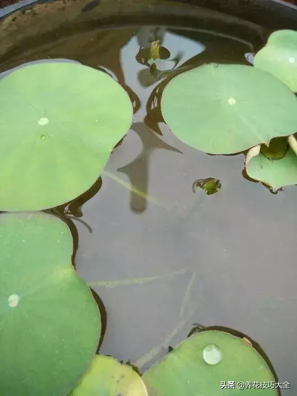 种植碗莲的方法和技巧