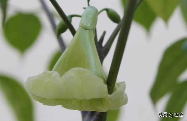 幸福树风水摆放禁忌