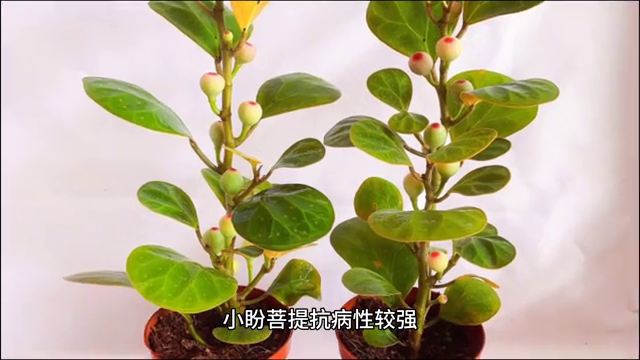小盼菩提的养殖方法和注意事项