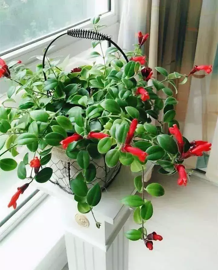 口红吊兰的寓意和象征风水