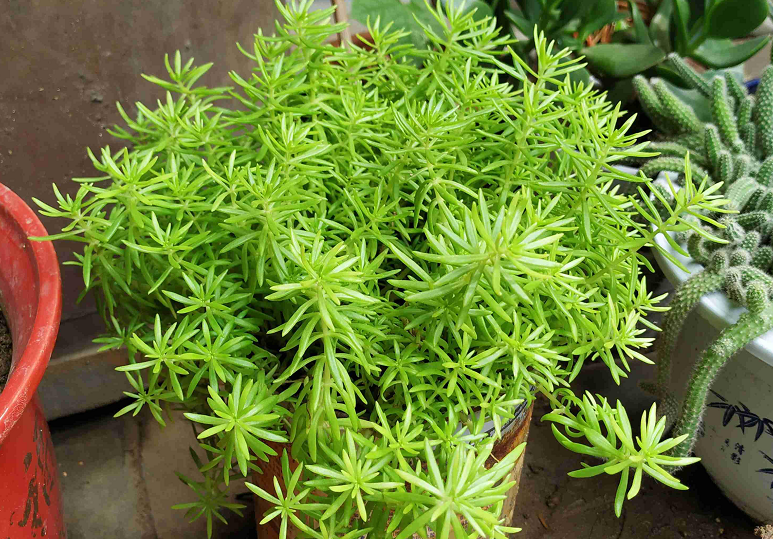 佛甲草用什么肥料好养