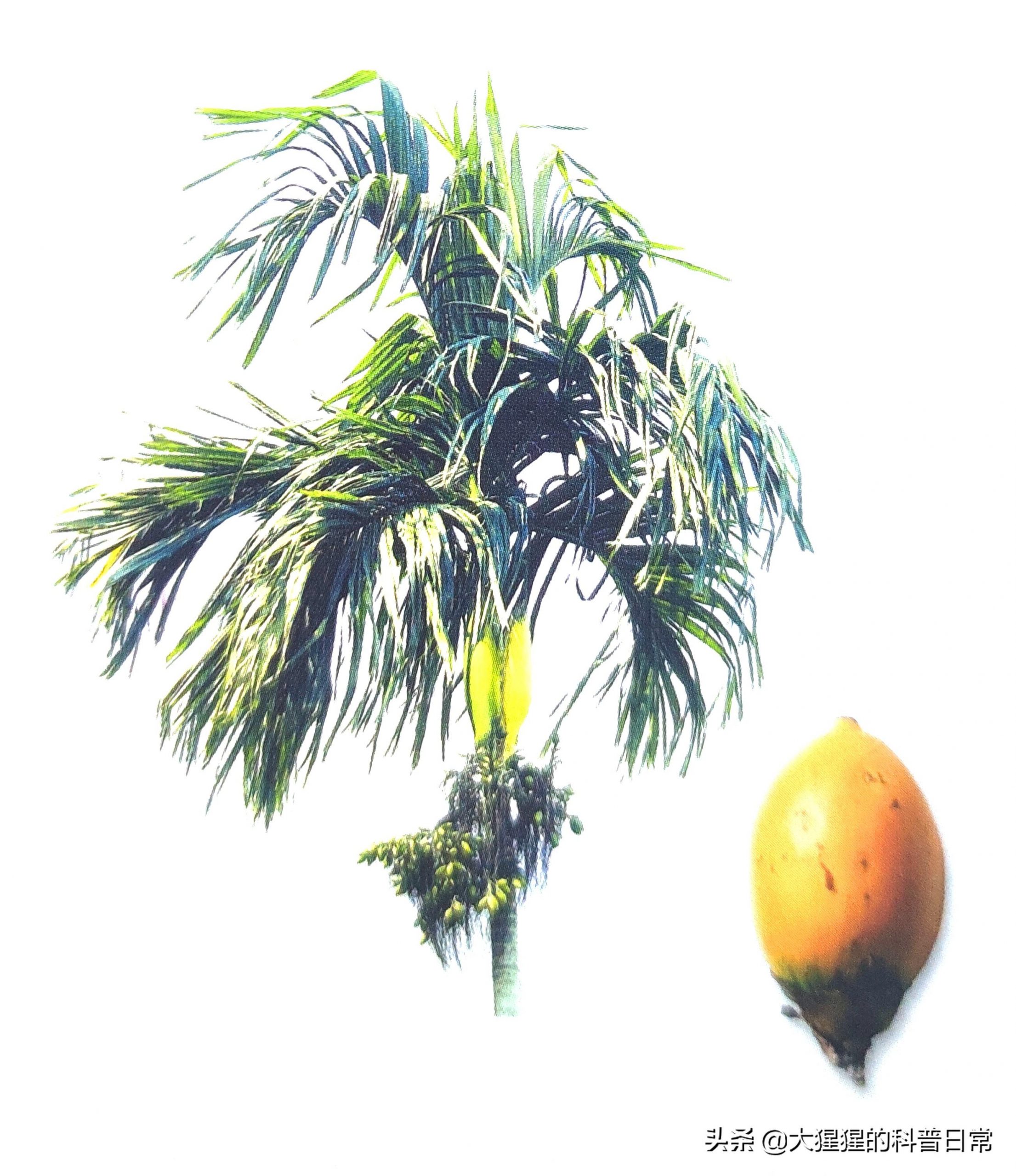单子叶植物种子有哪些种类