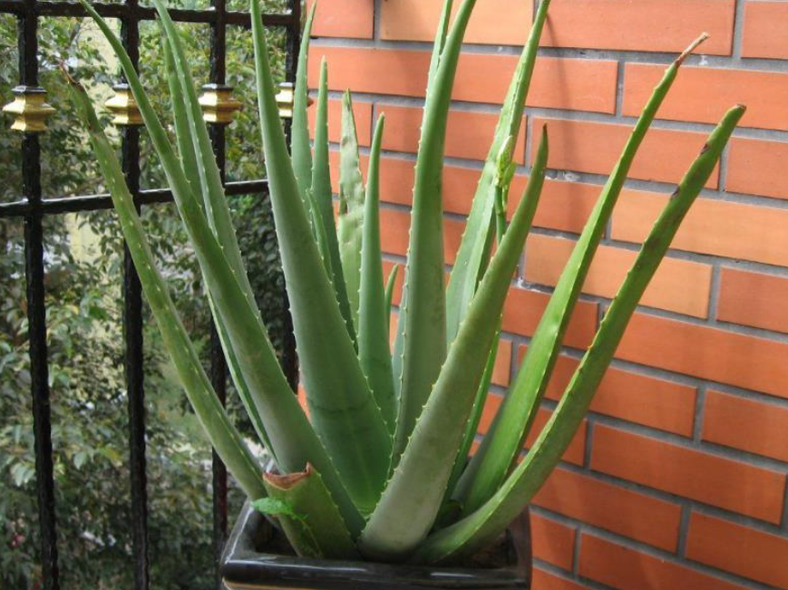 去甲醛植物有哪些