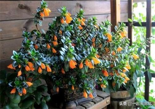 金鱼吊兰喜阴还是喜阳的植物