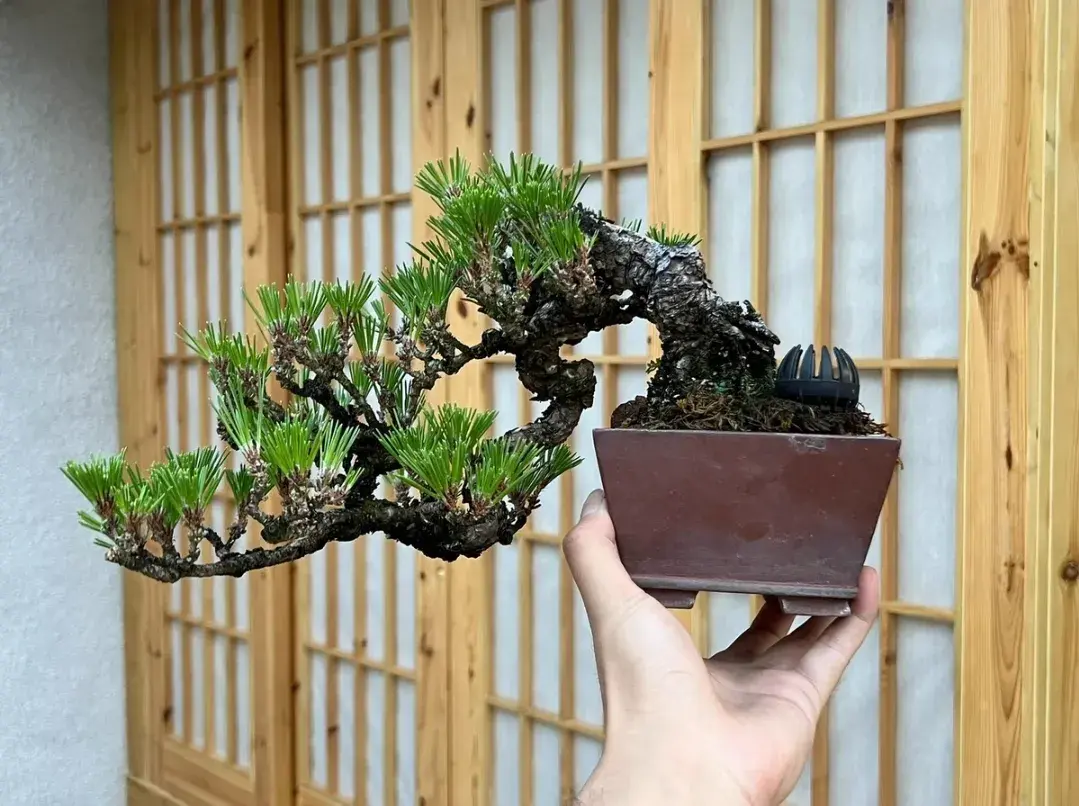 珍珠梅盆景叶子发黄掉落是怎么回事