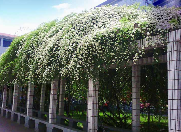 木香花花期多长