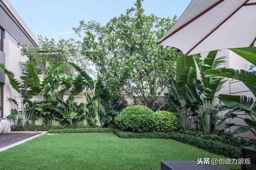 风水上为什么不能养藤蔓植物的原因