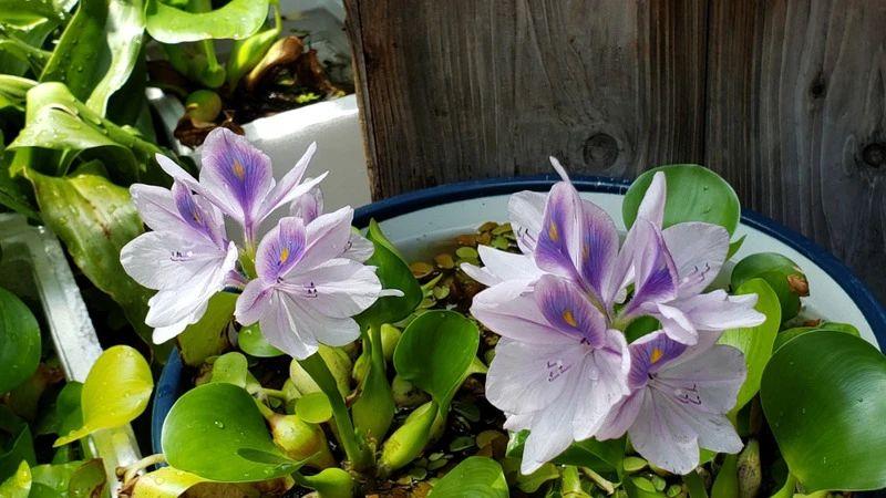 家里适合养什么水生植物好