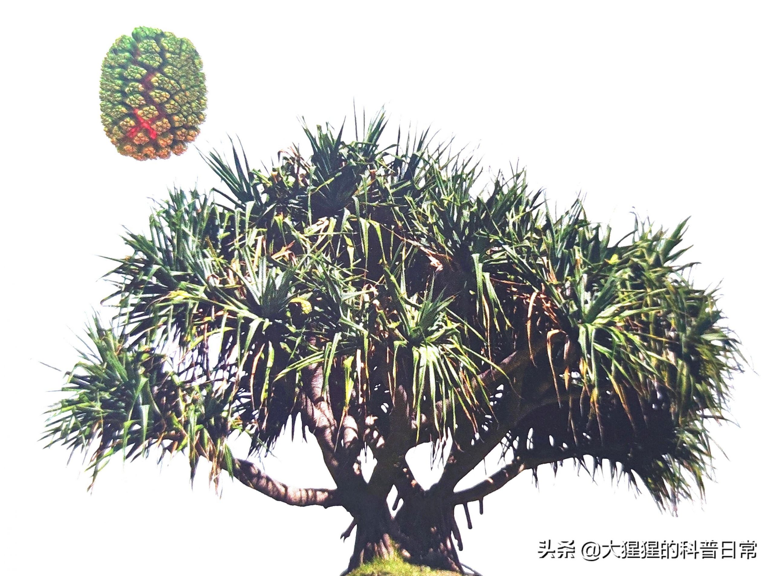 单子叶植物种子有哪些种类
