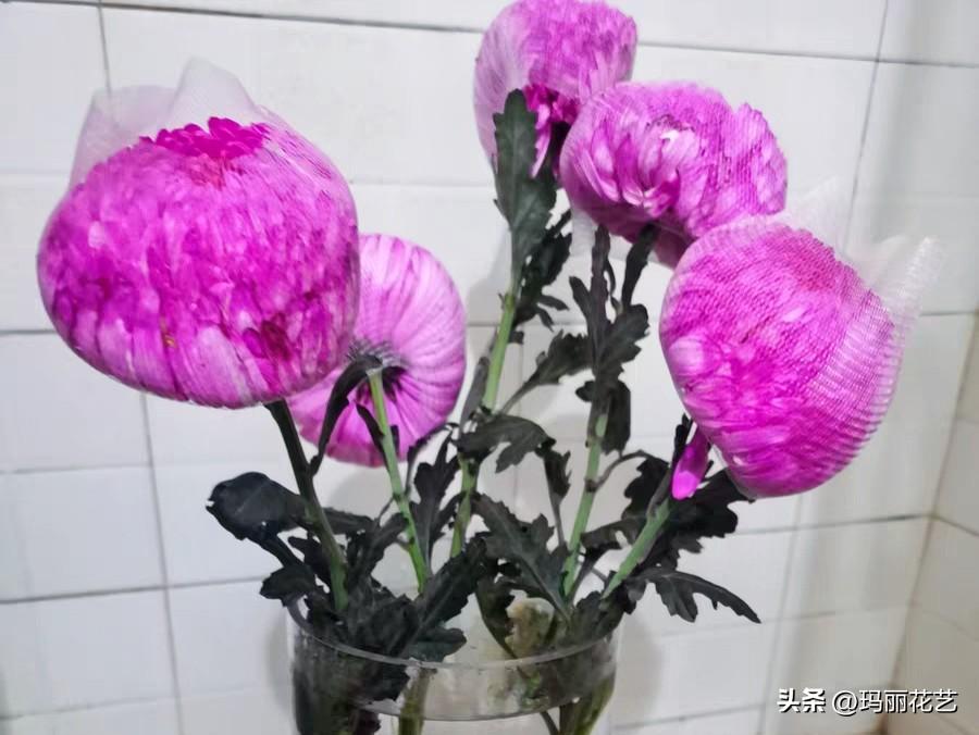 牡丹菊的花语和寓意