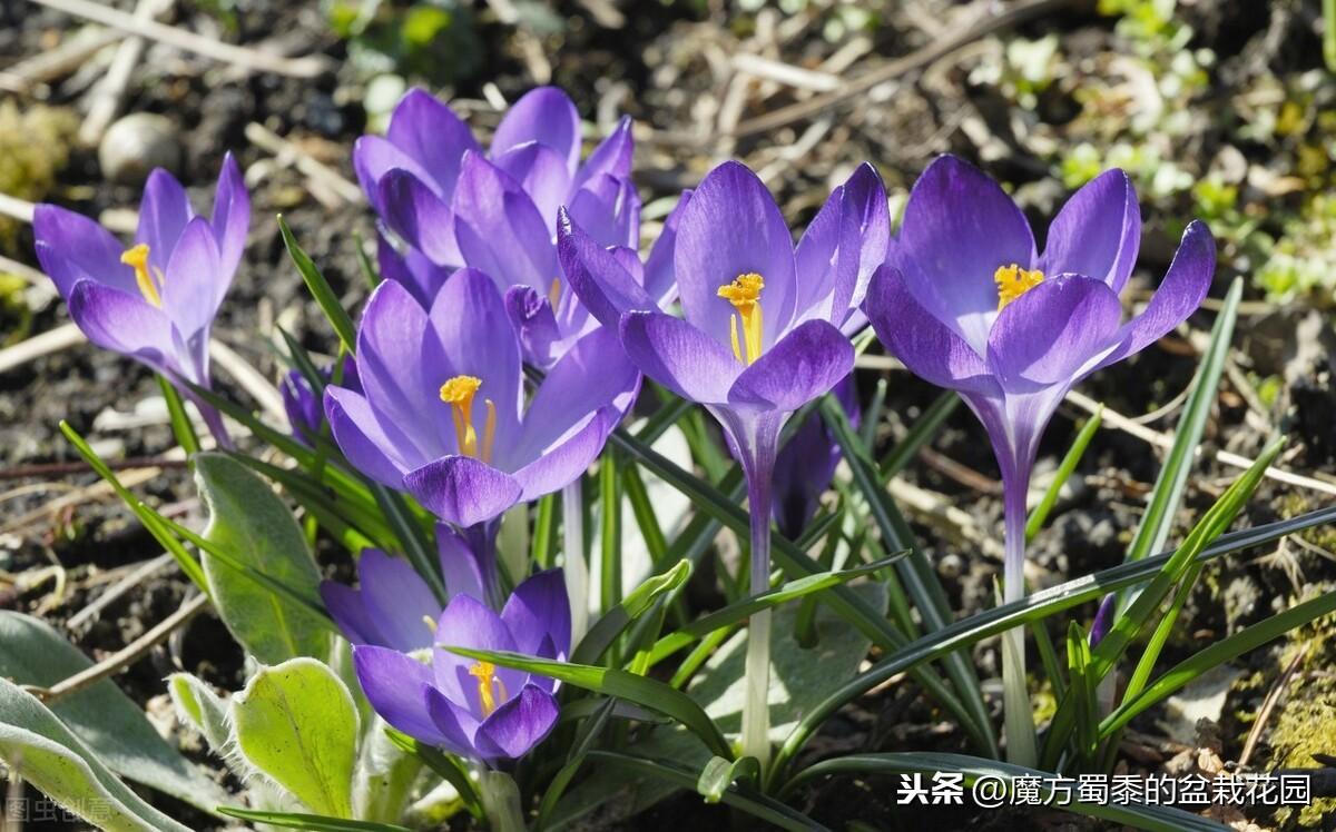 金钱番红花花语是什么