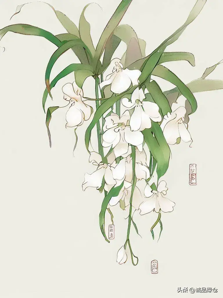 佛珠吊兰花语是什么