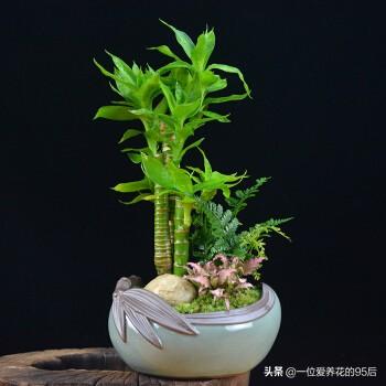 红观音竹的养殖方法和注意事项