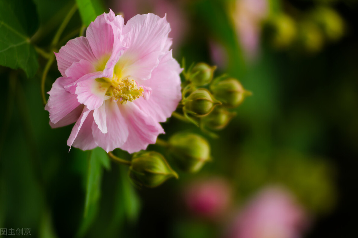 家里芙蓉花的养殖方法