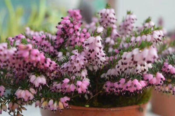 欧石楠的养殖方法和技术