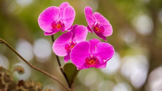 兰花移栽后多久成活