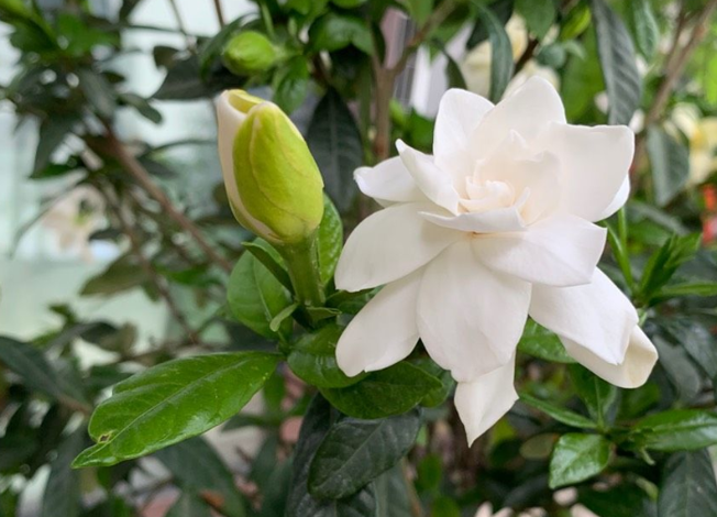栀子花能种在家里吗