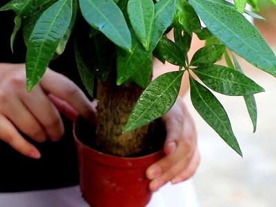 发财树换盆时间和方法